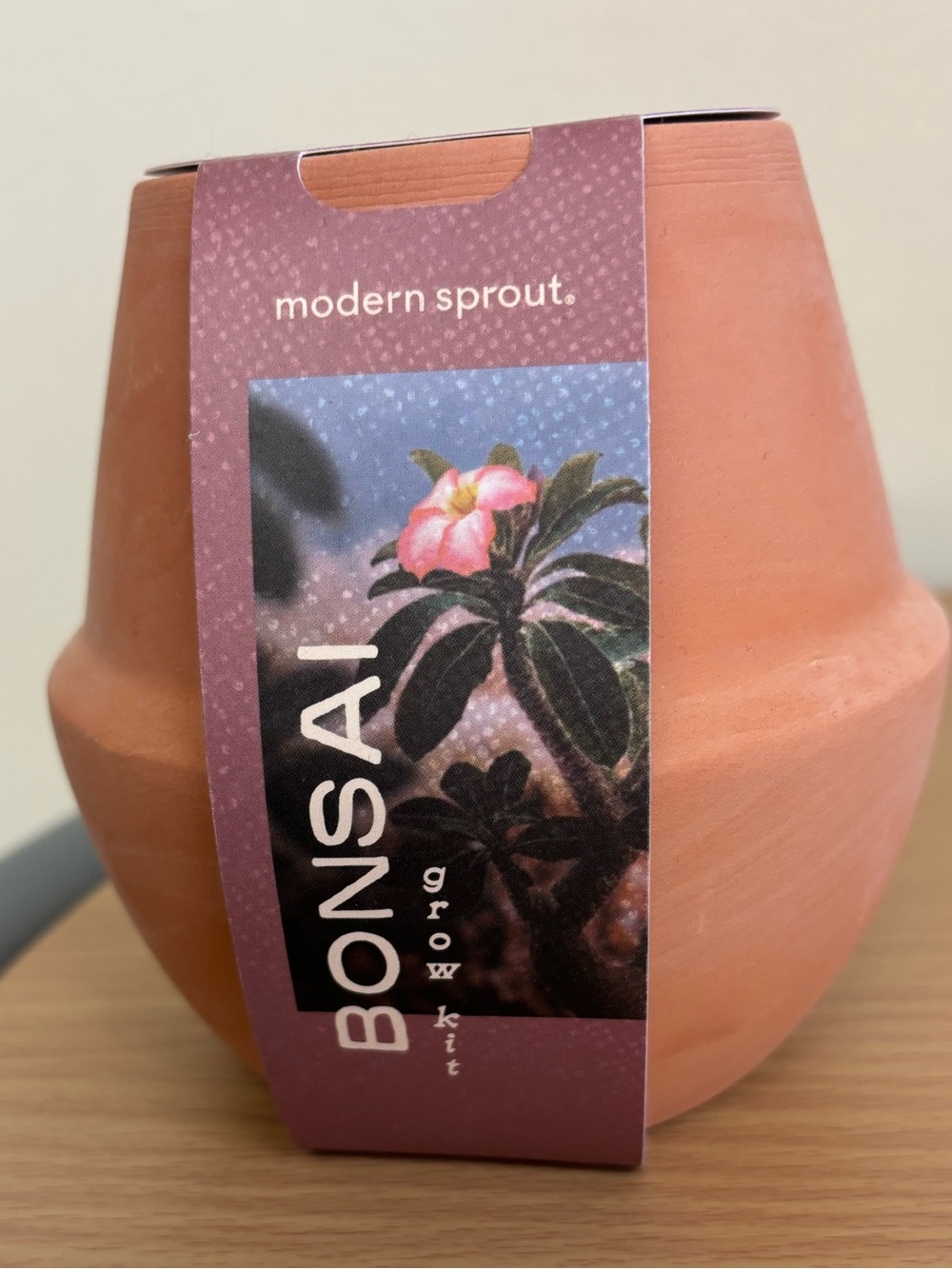 Modern Sprout Mini Bonsai Grow Kit